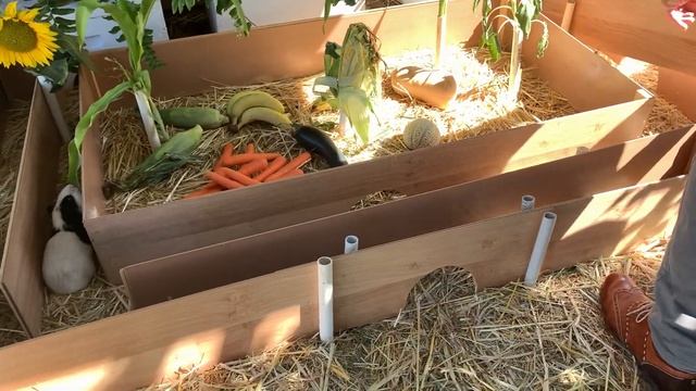 GUINEA PIGS MAZE I Q Test смотреть онлайн