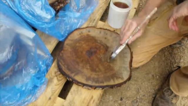 20170728 sugar maple cookies pentacryl test day 7 смотреть онлайн