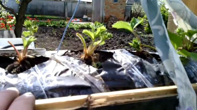 Зимняя теплица для клубники своими руками смотреть онлайн