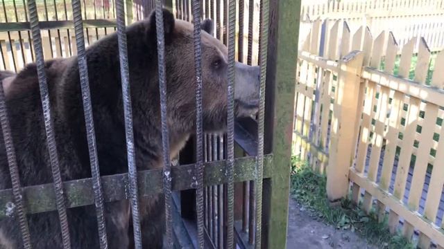 Медведь в Токсово на Северном склоне смотреть онлайн