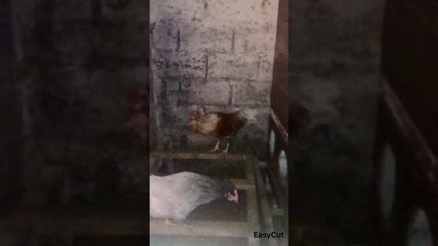 Потомство Павловского петуха смотреть онлайн