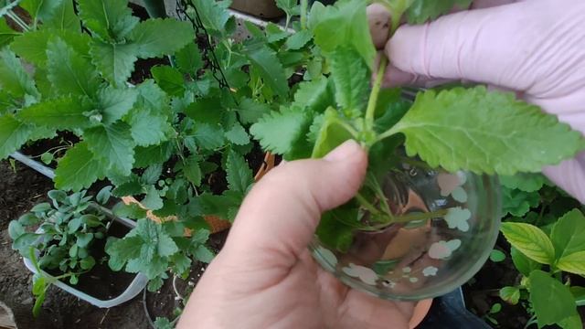 ВЕРБЕНА. Размножение черенками весной, быстро и просто. Как сохранить на зиму, чтобы не сеять весно смотреть онлайн