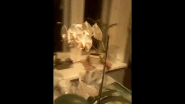 Орхидея, жемчужина моей коллекции. смотреть онлайн