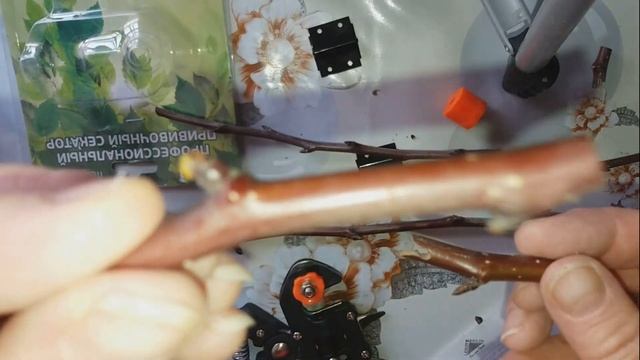 ПРИВИВОЧНЫЙ СЕКАТОР. ДЕЛАЕМ ПРИВИВКИ САМИ! смотреть онлайн