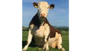 Если корова съела послед, что будет