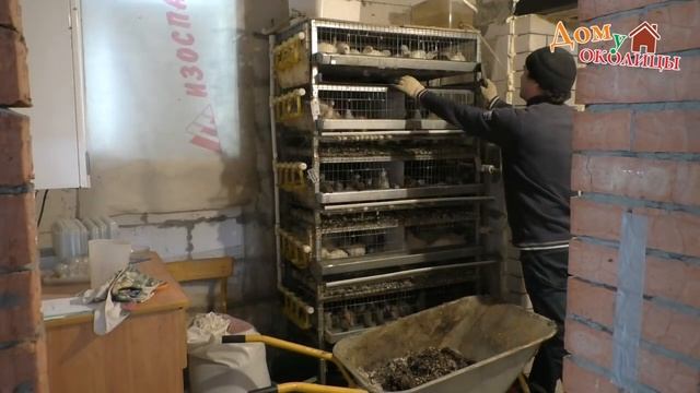 Перепела. Вся правда о содержании и разведении перепелов. смотреть онлайн