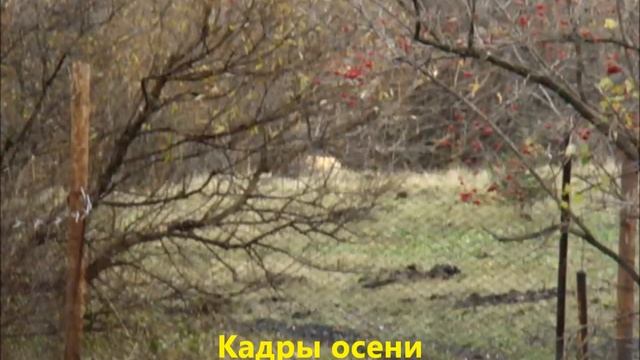 Лиса мышкует у деревни/Сельское подворье на Урале смотреть онлайн