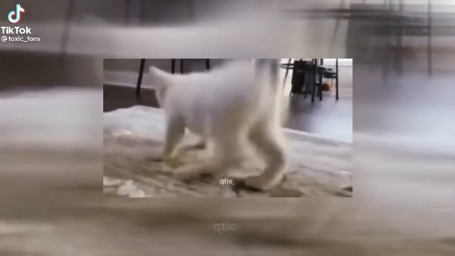 пуситай пуситай пусивыш