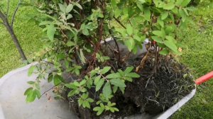 Пересадка жимолости летом.