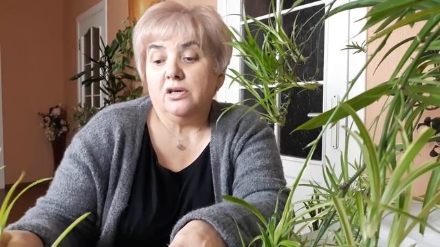 Хлорофитум. Размножение для уличного использования. Мои цветы. Мой опыт. смотреть онлайн