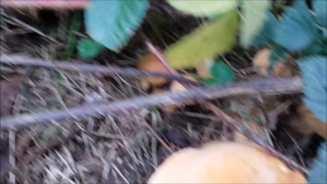 I found a RARE mushroom! ? #goldenbootleg #rarefungi #mushroomhunting #phaeolepiota смотреть онлайн