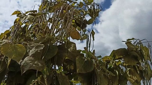 Дерево счастья - Катальпа. Гостья из Америки. смотреть онлайн