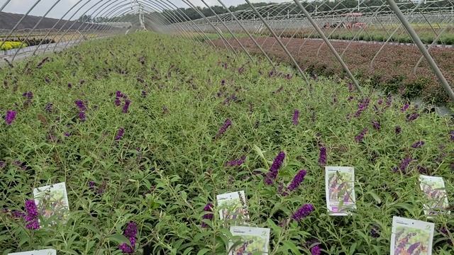 Buddleia 'Black Knight' - Dark Purple Flowers - Most Successful Butterfly Bush Introduction - EVER!