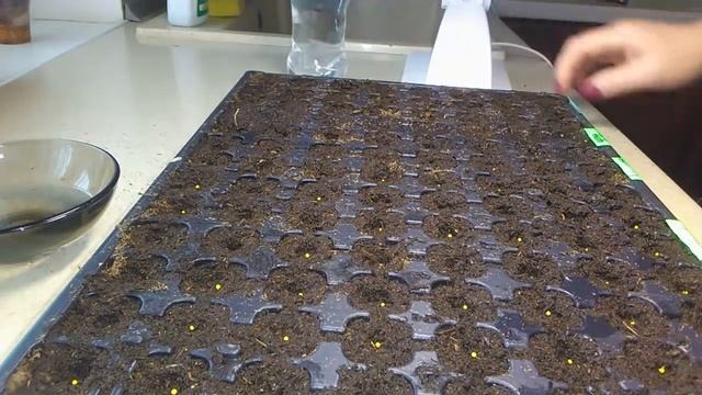 Ампельная петуния. Пора сеять смотреть онлайн