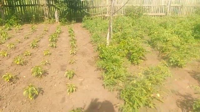 Часть 2. Как я зарабатываю деньги...Поэтапный заработок на участке... смотреть онлайн