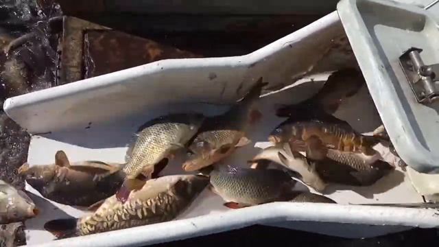 Зарыбление карпом д.Заборье, Логойского района смотреть онлайн