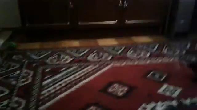 Щенок кавалер кинг чарльз спаниель. смотреть онлайн