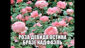 Роза Девида Остина Бразе Кадфаэль