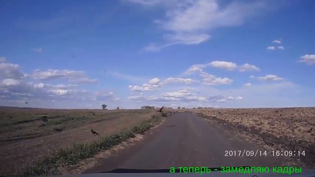 Откуда столько ворон А голуби к добру смотреть онлайн