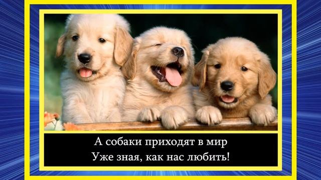 Мила Журавлёва - Почему собаки Так мало живут!? смотреть онлайн