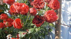 Красавица роза Сантана.