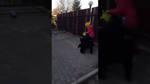 РУССКИЙ ЧЕРНЫЙ ТЕРЬЕР щенки кобели 80дн* ПРОДАЖА* смотреть онлайн