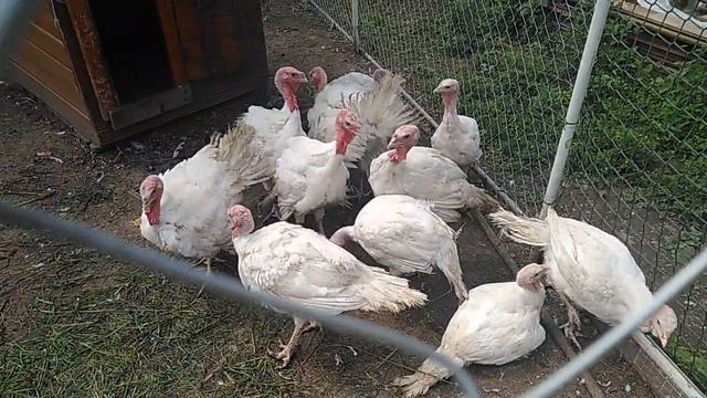 Индюки выясняют отношения. И новая собака. смотреть онлайн