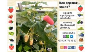 Новый сорт от Школьного сада - Полет Костенко
