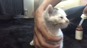 Как кормить брошенного месячного котёнка?