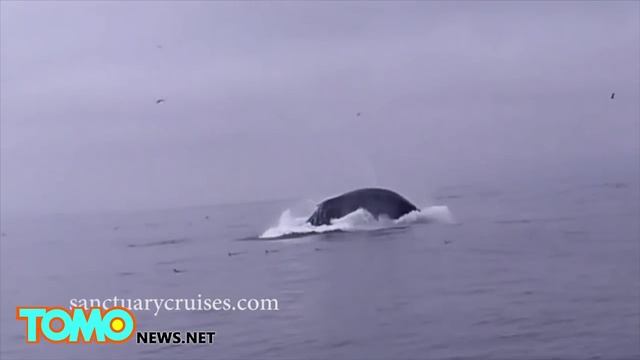 Горбатый кит чуть не убил каякеров, выскочив на них из воды смотреть онлайн