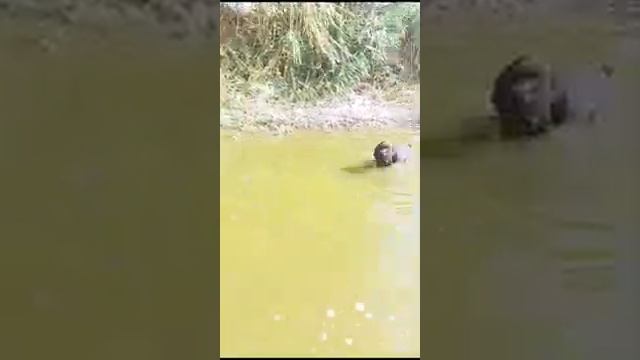 Первые занятия на подачу с воды. смотреть онлайн