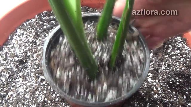 Посадка монстеры смотреть онлайн