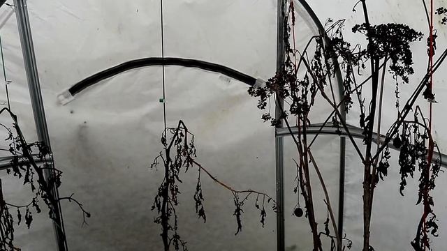 Что случилось с чудо-теплицей за лето? смотреть онлайн