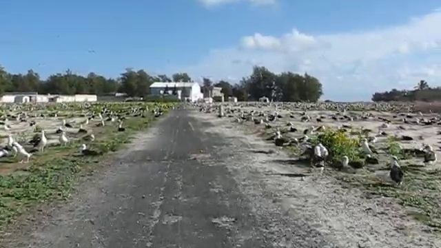 Midway Atoll - Colony Overview смотреть онлайн