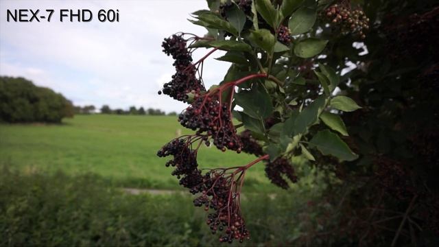 Sony A6400 vs. NEX 7 - Does age really make a difference? ? - side by side image & video comparison смотреть онлайн