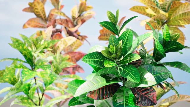 Croton Plant 3D animation with unreal and 3d files смотреть онлайн