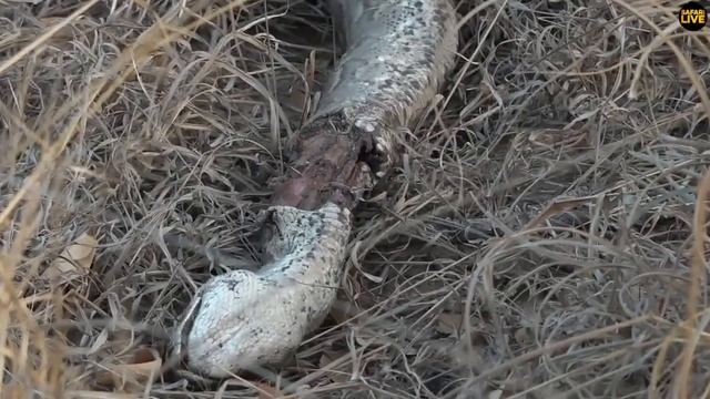 Tingana the Leopard Eats a Large Snake! смотреть онлайн