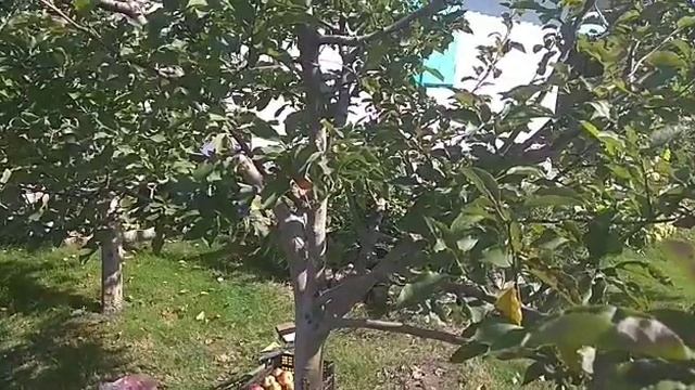 Удобрение под яблоню после сбора урожая. смотреть онлайн