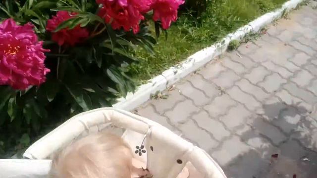 Коломна с Мишей. Миша рвет пионы смотреть онлайн