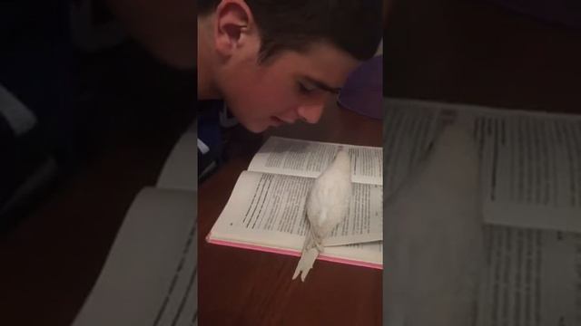 САМЫЙ УМНЫЙ ПОПУГАЙ УЧИТ ФИЗИКУ!!! смотреть онлайн
