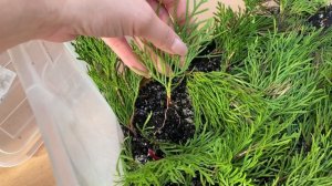 Результат черенкования туи | Простой способ черенкования туи | Размножение туи смаракт