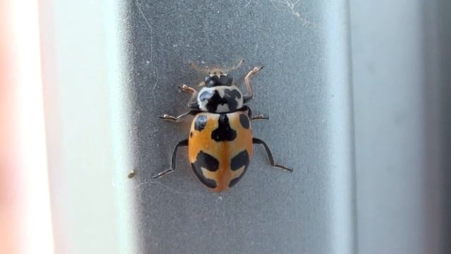 Parenthesis Lady Beetle (Coccinellidae: Hippodamia parenthesis) on Wall смотреть онлайн