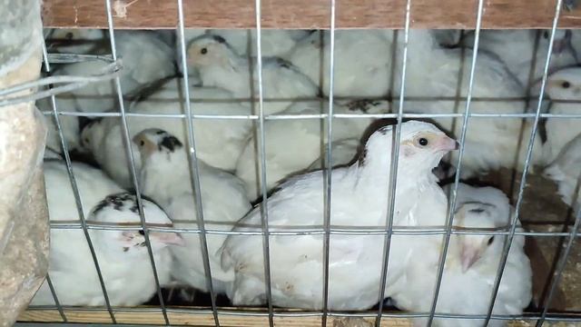 ЦЫПЛЯТА ВЫЛУПИЛИСЬ, АВТОМОБИЛЬ ПОМЕНЯЛИ, КАНАЛИЗАЦИОННЫЕ КОЛЬЦА ЗАКАПАЛИ./ДЕРЕВЕНСКИЕ БУДНИ. смотреть онлайн