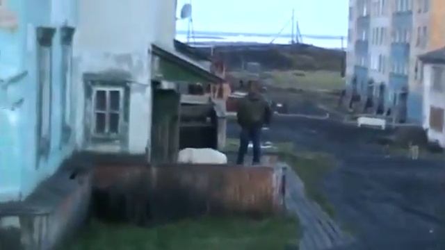 БЕЛЫЙ МЕДВЕДЬ НАПАЛ НА ЧЕЛОВЕКА! смотреть онлайн