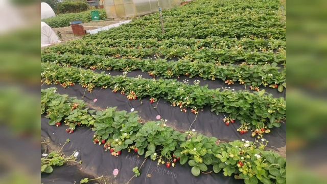 Заказ саженцев земляники ? ? ? (клубника, виктория) весна 2022г. смотреть онлайн