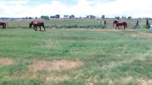 Топ 10 самых больших и не обычных лошадей в мире!