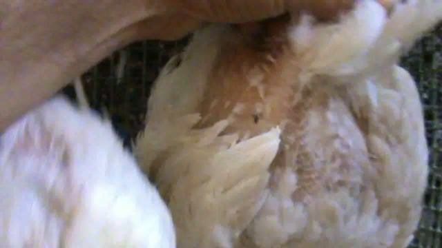 Кончилась пшеница . Как дела у моих бройлеров .. смотреть онлайн