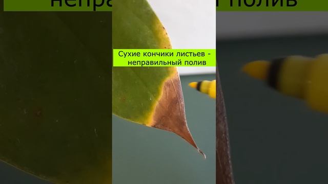 Антуриум желтеют и сохнут листья смотреть онлайн