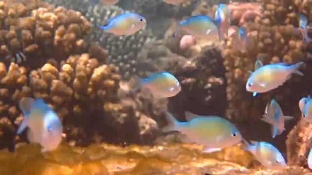 Хромисы сине-зелёные (Chromis viridis). То ли искорки, а то ли стекляшки... смотреть онлайн