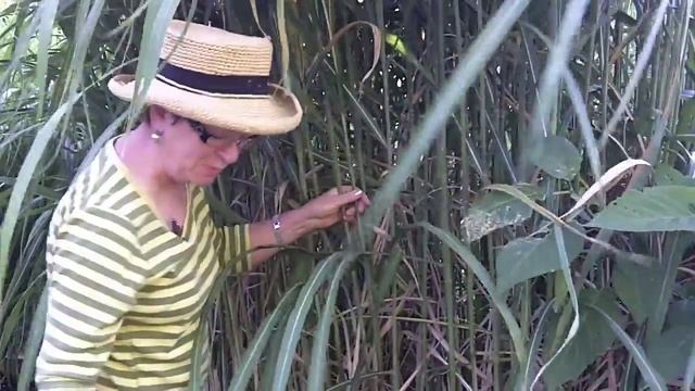 How To Care For A Miscanthus Giganteus - www.WindDancerGarden.com смотреть онлайн